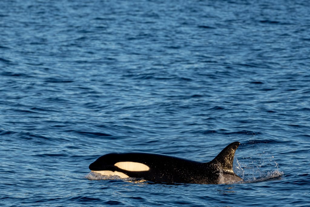 Orca Ocean – Instelling die vecht voor het leven van orka’s in de oceaan!