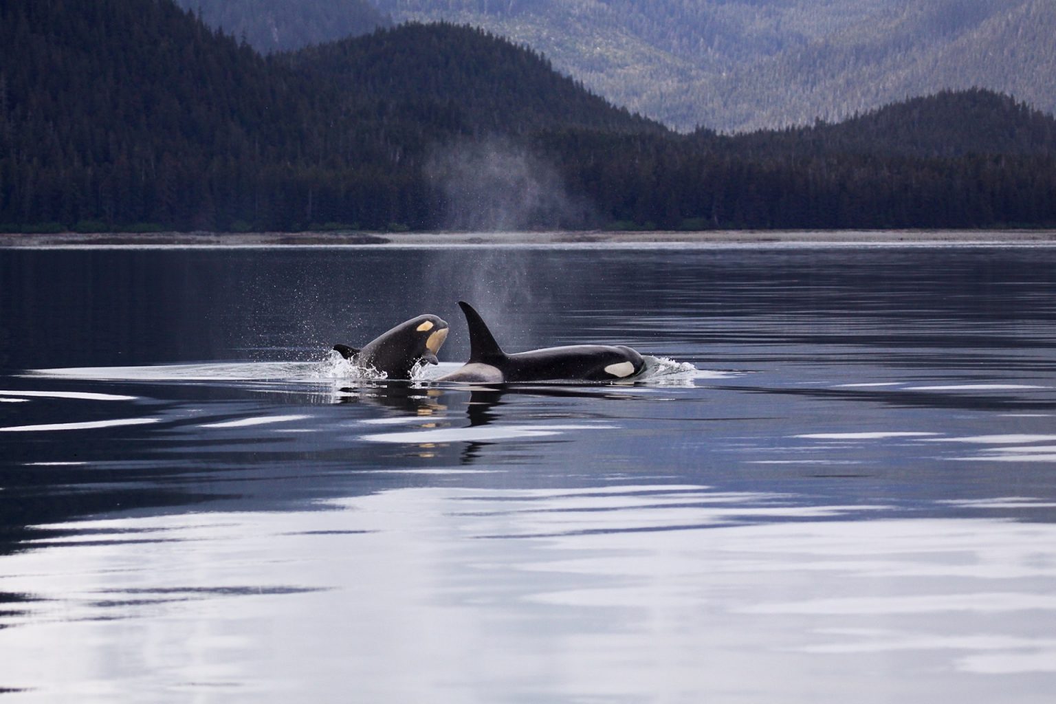 Orca Ocean – Instelling die vecht voor het leven van orka’s in de oceaan!